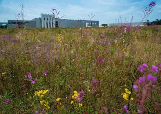 biodiversiteit en bedrijventerreinen