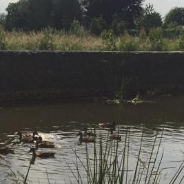 Dorpveld II - ecologisch bedrijventerrein